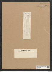 Diatomeae indet. Zeichnungen Sammlung Grunow Nr. 6069 (NHMW-BOT-W0374583)